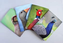 Wildlife photo cards